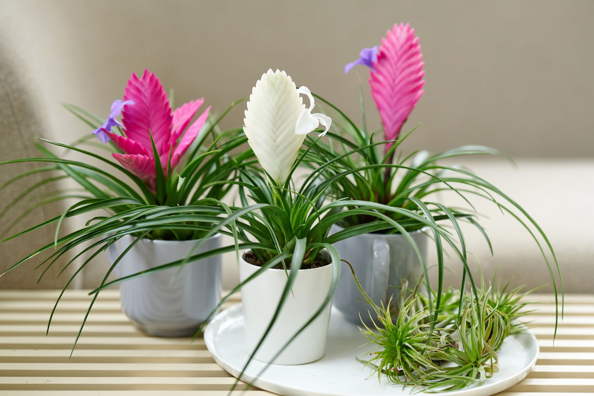 Bromelia_Mix_Bianchini_Anita_20247